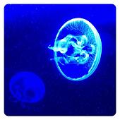 moon-jellyfish-aurelia-aurita-s00f9d.jpg