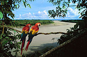 scarlet-macaws-overlooking-tambopata-riv