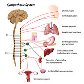 Parasympathetic pathway of the ANS Stock Photo: 49485511 - Alamy